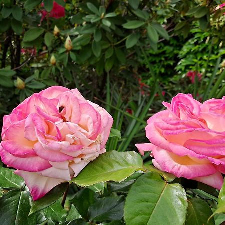 Gite 5 "Le Laurus" Aux Magnolias Aubenas Exterior foto