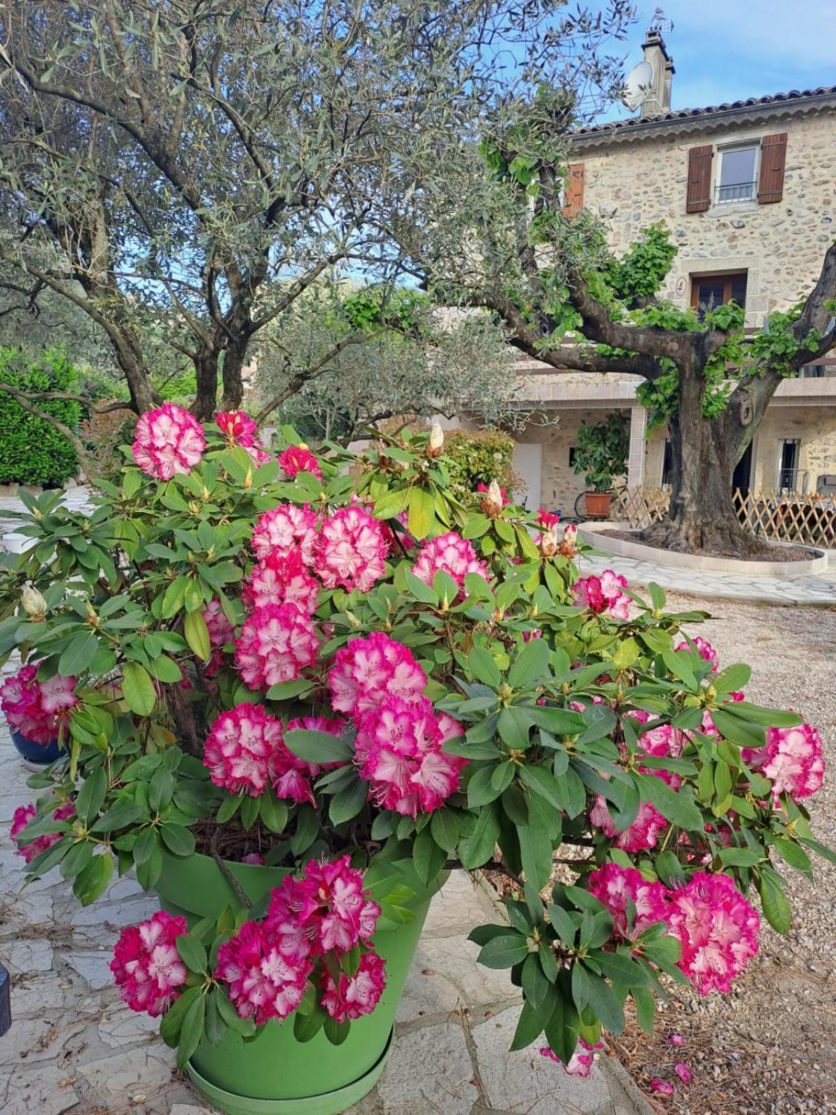 Gite 5 "Le Laurus" Aux Magnolias Aubenas Exterior foto