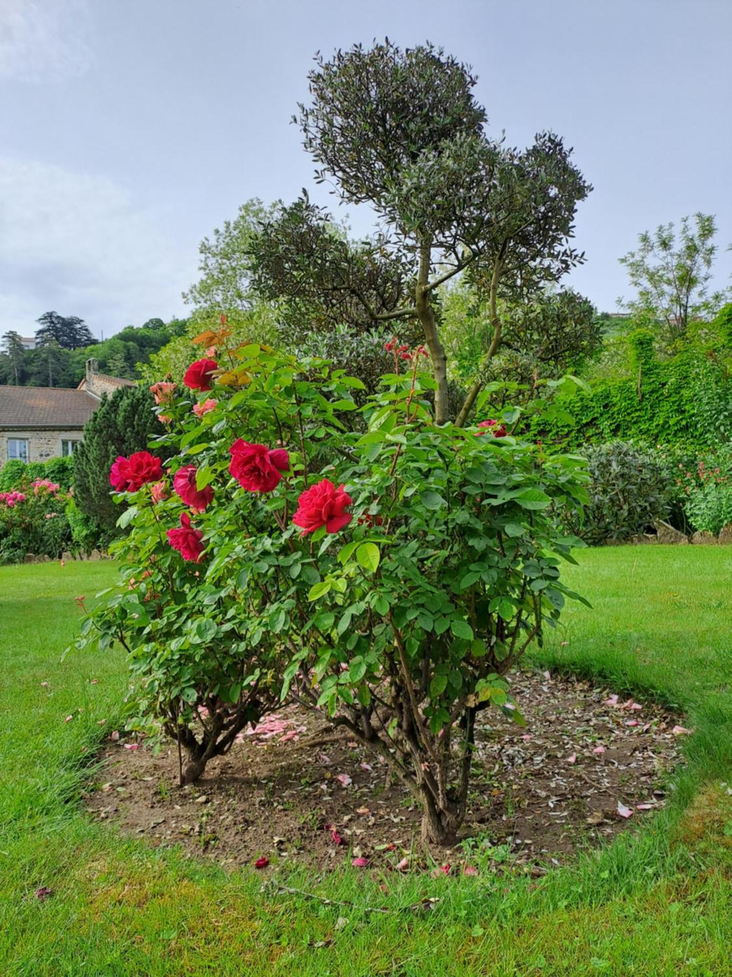 Gite 5 "Le Laurus" Aux Magnolias Aubenas Exterior foto