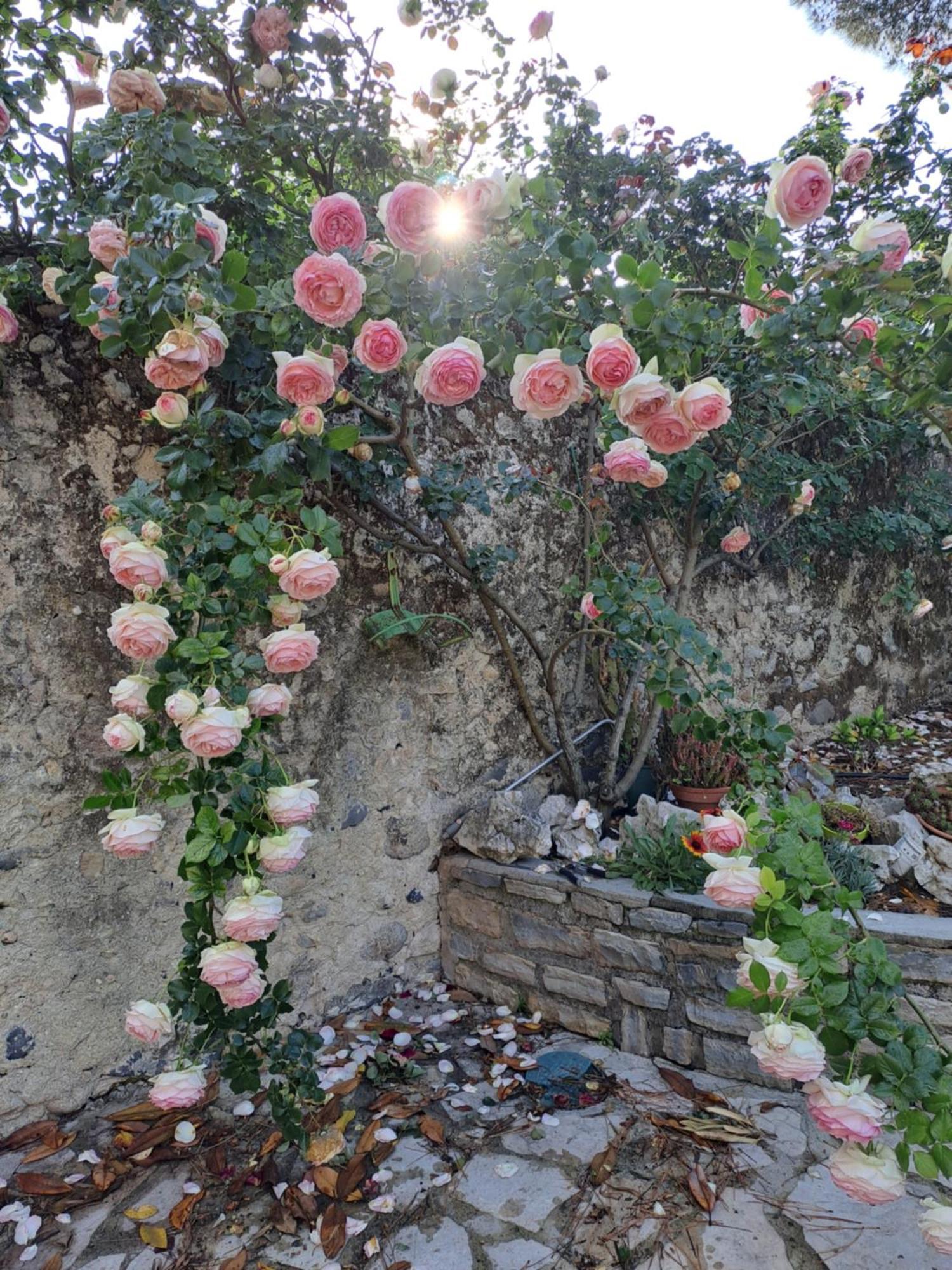 Gite 5 "Le Laurus" Aux Magnolias Aubenas Exterior foto